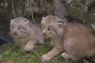 Illustration for article titled Caturday - Lynx canadensis Edition